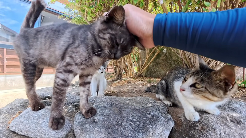 ナデナデされる子猫