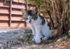 木陰で休憩していた子猫。指を差し出すと興味津々で近づいてくる様子が可愛かった♪ 木陰で休憩していた子猫