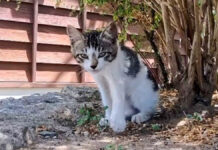 木陰で休憩していた子猫。指を差し出すと興味津々で近づいてくる様子が可愛かった♪ 木陰で休憩していた子猫