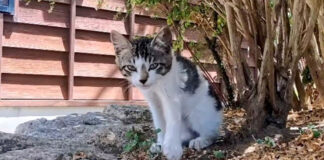 木陰で休憩していた子猫