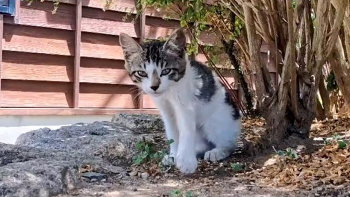 木陰で休憩していた子猫