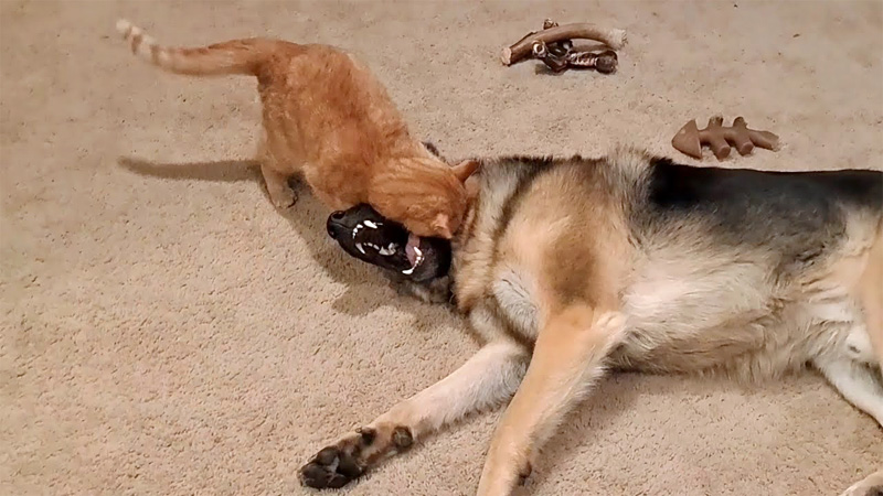 犬に襲いかかる猫