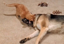 犬に襲いかかる猫