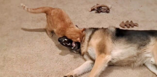 犬に襲いかかる猫