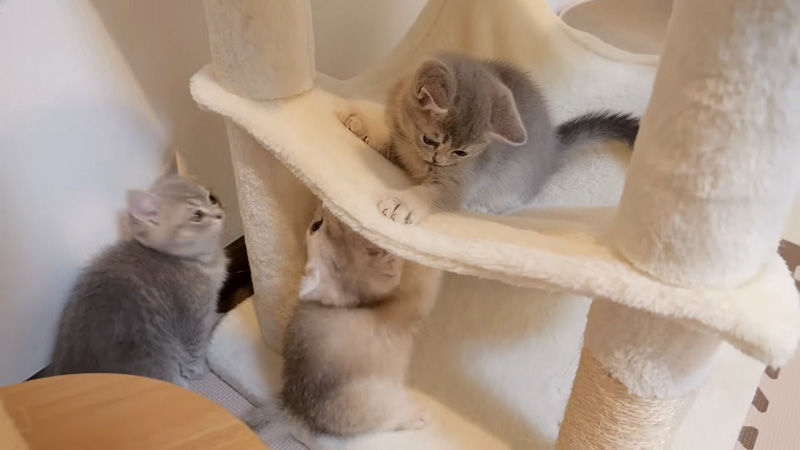巨大キャットタワーに大興奮の子猫達