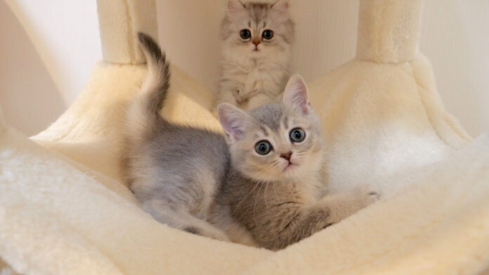 巨大キャットタワーに大興奮の子猫達