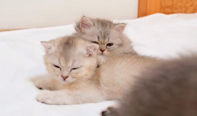 重なってウトウトする子猫達