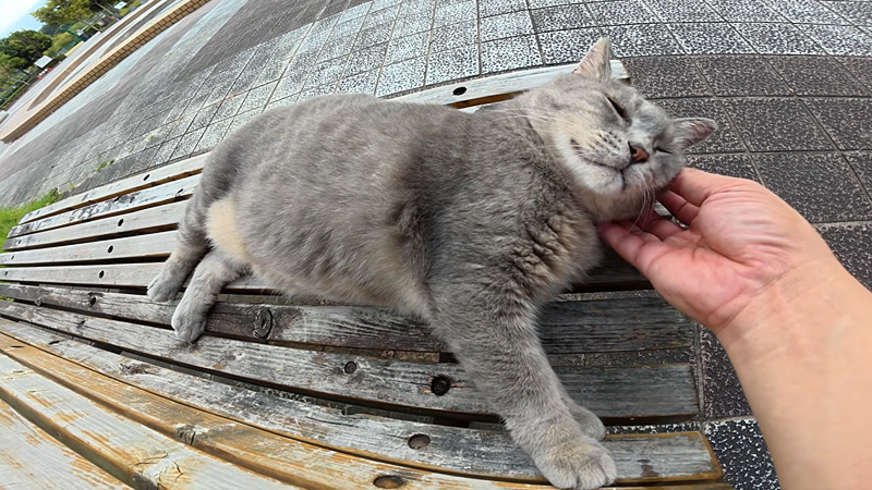 ナデナデを堪能する猫