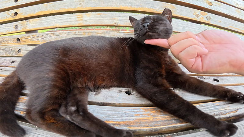 ナデナデを堪能する猫