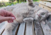 夏の暑さに参った様子の猫