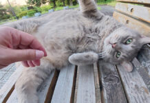 夏の暑さに参った様子の猫