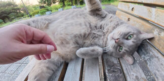 夏の暑さに参った様子の猫