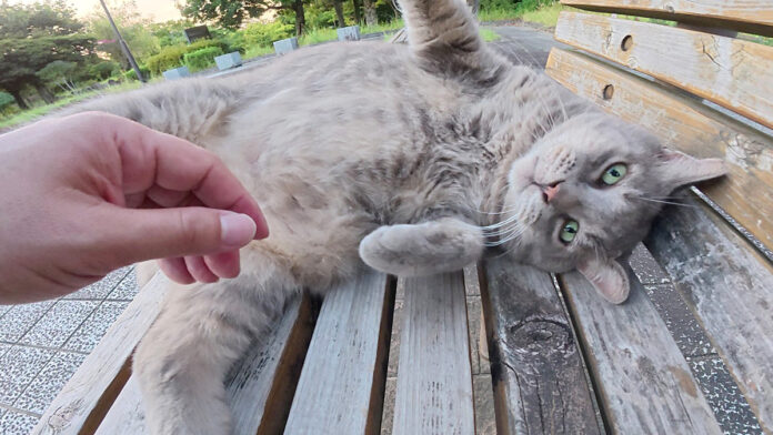 maittayosu_neko_title 夏の暑さに参った様子の猫