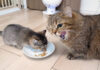 ママ猫のご飯まで食べちゃう子猫の食いしん坊な姿にホッコリ (*´ェ`*)♡ ママ猫のご飯まで食べる子猫