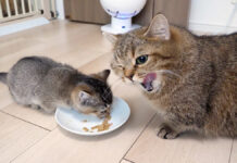 ママ猫のご飯まで食べちゃう子猫の食いしん坊な姿にホッコリ (*´ェ`*)♡ ママ猫のご飯まで食べる子猫