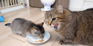 ママ猫のご飯まで食べる子猫