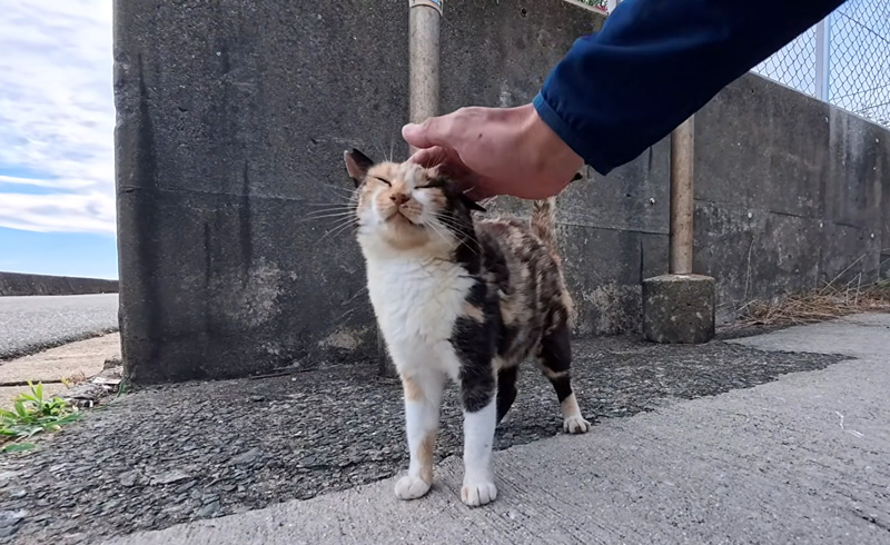 ナデナデされる猫
