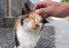 ナデナデすると秒で懐く猫