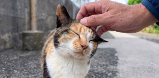 ナデナデすると秒で懐く猫