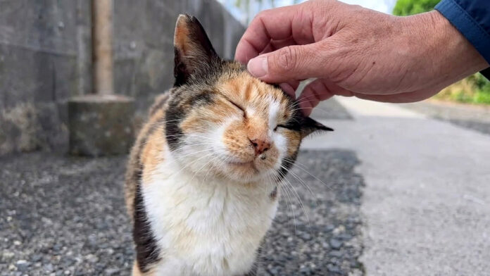 ナデナデすると秒で懐く猫