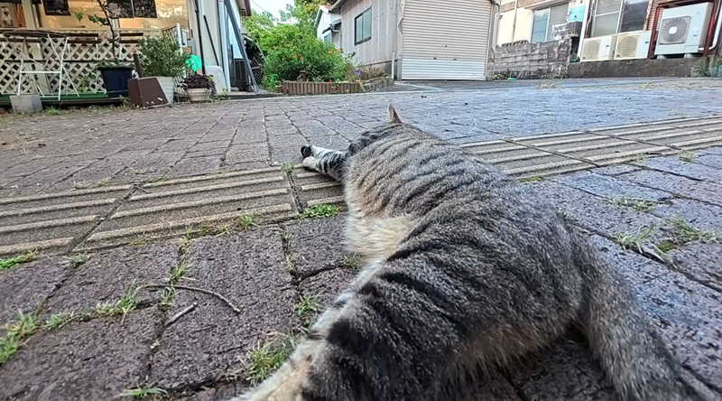 ゴロンと横になる猫
