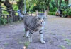 一直線に近づいてきた猫