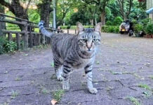一直線に近づいてきた猫