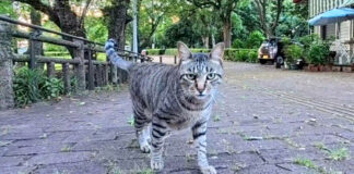 一直線に近づいてきた猫