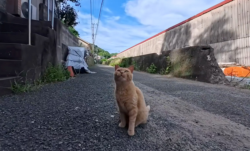 挨拶してくれる猫