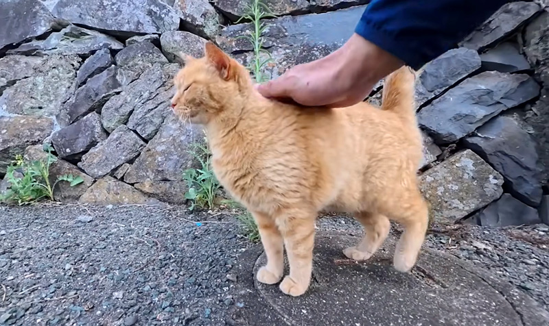 ナデナデを堪能する猫