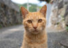 挨拶してくれる猫