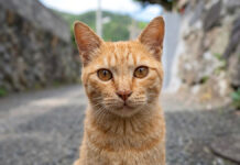 挨拶してくれる猫