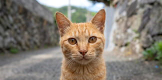 挨拶してくれる猫
