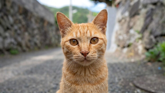 挨拶してくれる猫