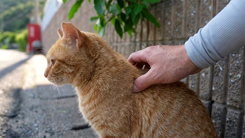 ナデナデされる猫