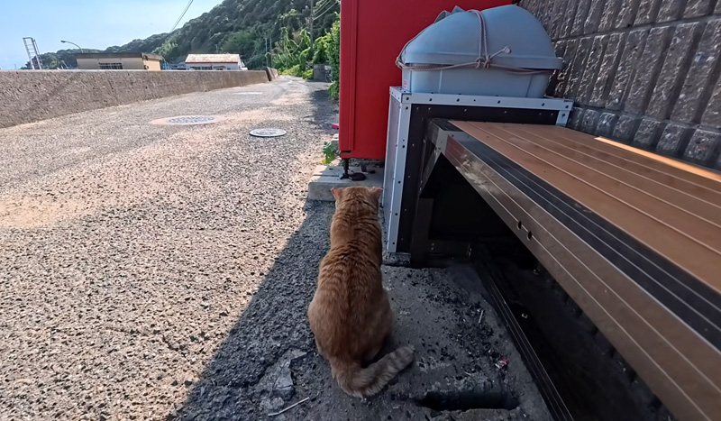 後ろ向きに座る猫