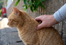 ナデナデされる猫