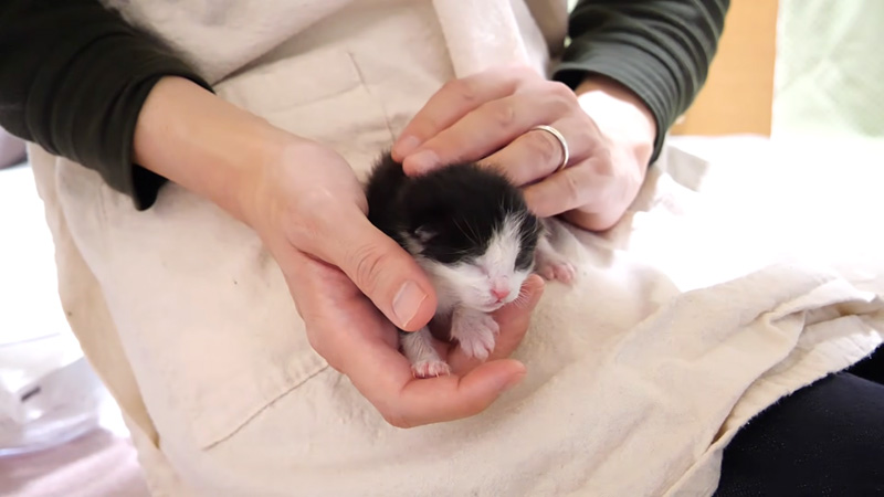 ミルクの余韻に浸る子猫