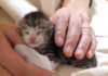 ミルクの余韻に浸る子猫