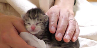 ミルクの余韻に浸る子猫