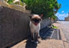 何か話しかけてきた猫