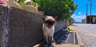 何か話しかけてきた猫