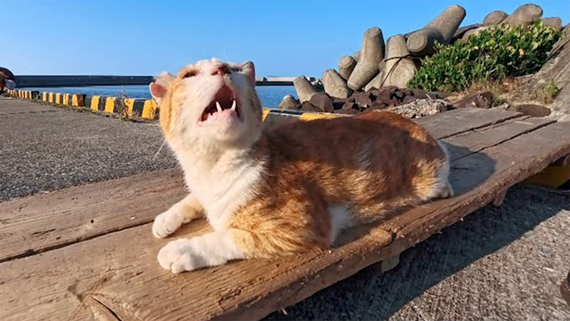 ナデナデを要求する港の猫