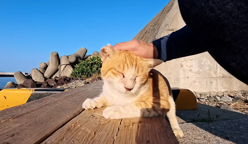 ナデナデを堪能する猫