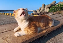 ナデナデを要求する港の猫