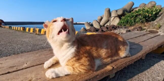 ナデナデを要求する港の猫