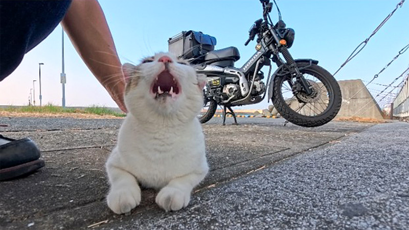撫でられる猫