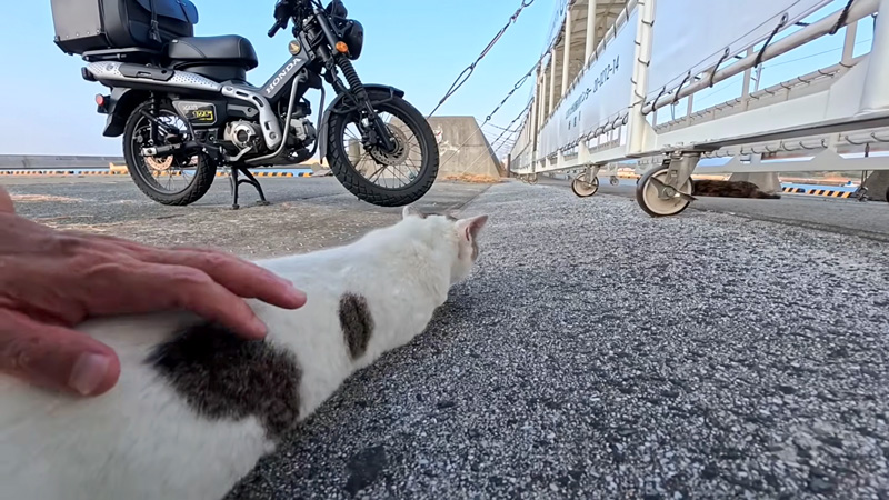 平べったくなる猫