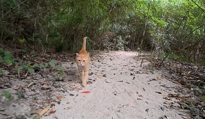 森の中の猫