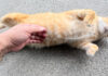 お腹をナデナデされる猫